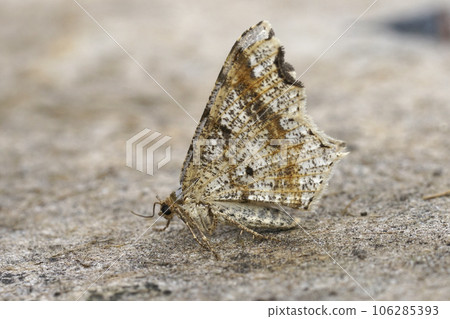 Closeup on the Sharp-angled Peacock geometer moth, Macaria alternata with folded wings Closeup on the Sharp-angled Peacock geometer moth, Macaria alternata with folded wings 106285393