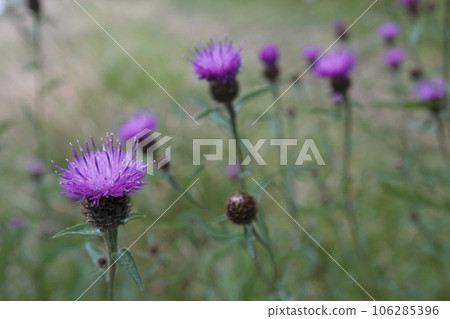 Wide angle closeup on the purple flower of a knapweed, Centaurea jacea in a meadow 106285396