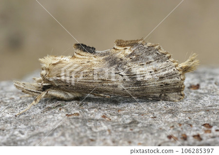 Closeup on the odd-looking Pale Prominent Notodontid moth, Pterostoma palpina sitting on wood Closeup on the odd-looking Pale Prominent Notodontid moth, Pterostoma palpina sitting on wood 106285397