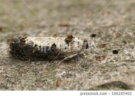 Closeup on the small White-backed Marble tortricid micro moth , Marble, White-backed sitting on wood 106285402