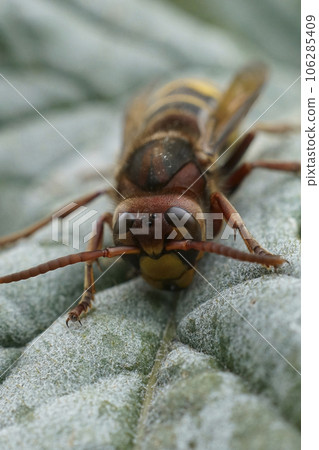 Vertical closeup on a yellow and red European hornet, Vespa crabro Vertical closeup on a yellow and red European hornet, Vespa crabro 106285409