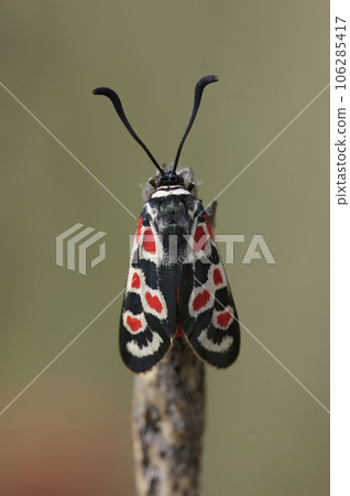 Closeup on a Mediterranean Scarce Swallowtail butterfly, Iphiclides podalirius, on a pin scabious flower Closeup on a Mediterranean Scarce Swallowtail butterfly, Iphiclides podalirius, on a pin scabious flower 106285417