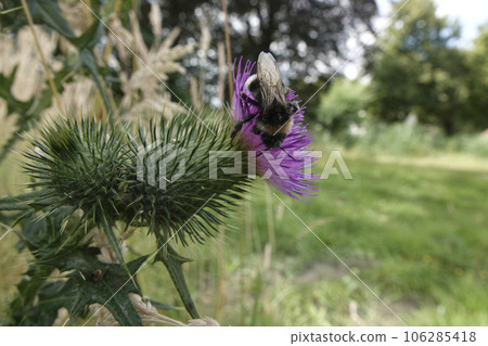 Natural closeup on a Buff-tailed bumblebee, Bombus terrestris on a purple Spear thistle flower 106285418