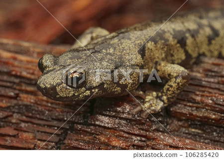 Facial closeup on a gorgeous colored adult Clouded salamander, Aneides ferreus in northern California Facial closeup on a gorgeous colored adult Clouded salamander, Aneides ferreus in northern California 106285420