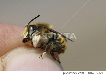 Closeup on a male o the rare Coastal leafcutter solitary bee, Megachile maritima in the fingers of an entomologist 106285421