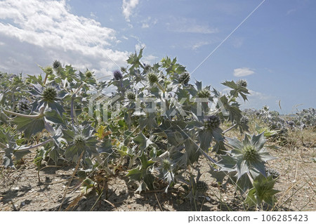 Wide angle closeup on the blue flowering Seaside eryngo, Eryngium maritimum 106285423