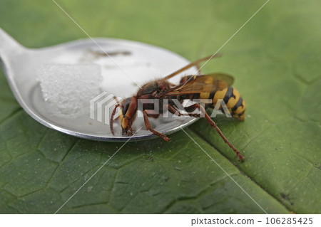 Closeup on a colorful European hornet, Vespa crabro, drinking sugar water from a spoon 106285425