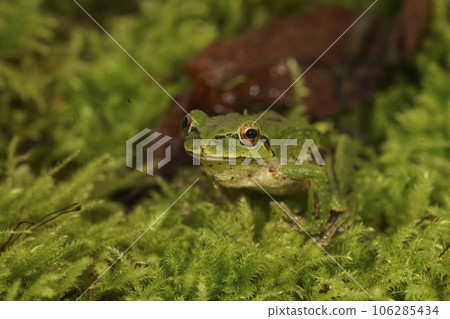 Closeup on a cute green, Pacific treefrog, Pseudacris regilla, sitting on moss in north Oregon 106285434