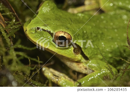 Closeup on a cute green, Pacific treefrog, Pseudacris regilla, sitting on moss in north Oregon 106285435