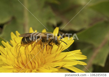Closeup on a Red-legged furrow bee, Halictus rubicundus sitting on a yellow dandelion flower in north Oregon, US 106285438