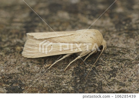 Closeup on a fresh emerged shoulder-striped wainscot moth, Mythimna impura on a piece of wood. 106285439