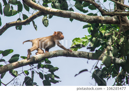 Northern pig-tailed macaque is a short fort, short tail, grayish-brown fur Northern pig-tailed macaque is a short fort, short tail, grayish-brown fur 106285477