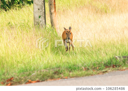 Barking Deer (Muntiacus vaginalis) is a small, leaf-eating deer that prefers to live alone in grasses and forests 106285486