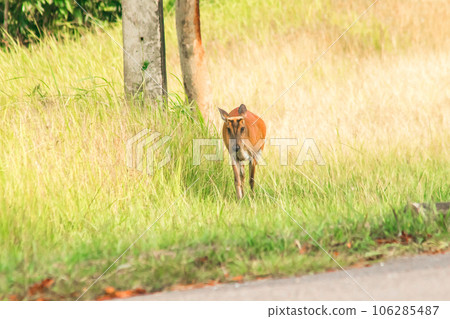 Barking Deer (Muntiacus vaginalis) is a small, leaf-eating deer that prefers to live alone in grasses and forests Barking Deer (Muntiacus vaginalis) is a small, leaf-eating deer that prefers to live alone in grasses and forests 106285487