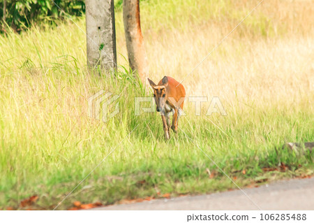 Barking Deer (Muntiacus vaginalis) is a small, leaf-eating deer that prefers to live alone in grasses and forests Barking Deer (Muntiacus vaginalis) is a small, leaf-eating deer that prefers to live alone in grasses and forests 106285488