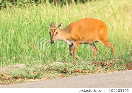 Barking Deer (Muntiacus vaginalis) is a small, leaf-eating deer that prefers to live alone in grasses and forests Barking Deer (Muntiacus vaginalis) is a small, leaf-eating deer that prefers to live alone in grasses and forests 106285505