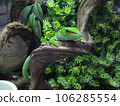 grandis hill gecko grandis hill gecko 106285554