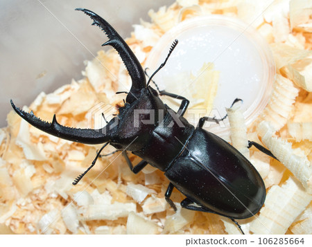 Mandiblariz Futamata雄鹿甲蟲 106285664