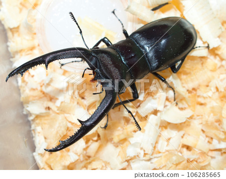 Mandiblariz Futamata stag beetle 106285665