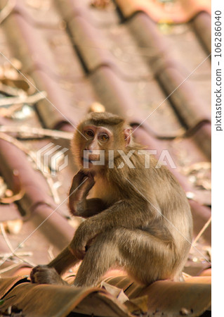 Northern Pig-tailed Macaque on the roof is a short stout macaque. Short, gray or brown fur quite long page The hair on the head is short, gray or brown. 106286040