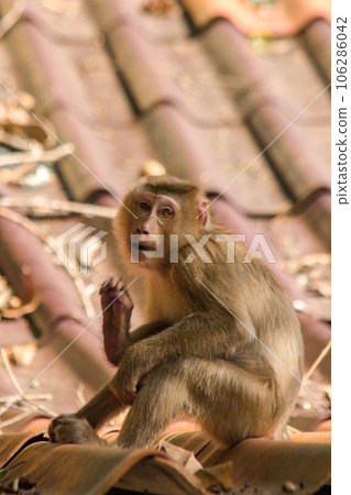 Northern Pig-tailed Macaque on the roof is a short stout macaque. Short, gray or brown fur quite long page The hair on the head is short, gray or brown. 106286042