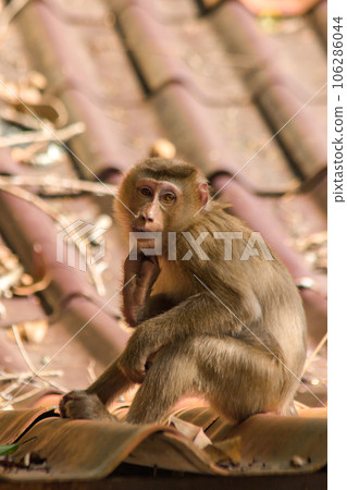 Northern Pig-tailed Macaque on the roof is a short stout macaque. Short, gray or brown fur quite long page The hair on the head is short, gray or brown. Northern Pig-tailed Macaque on the roof is a short stout macaque. Short, gray or brown fur quite long page The hair on the head is short, gray or brown. 106286044