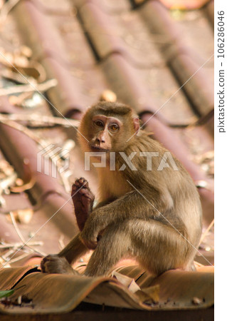 Northern Pig-tailed Macaque on the roof is a short stout macaque. Short, gray or brown fur quite long page The hair on the head is short, gray or brown. 106286046
