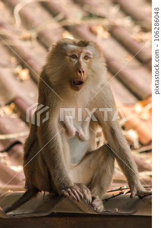 Northern Pig-tailed Macaque on the roof is a short stout macaque. Short, gray or brown fur quite long page The hair on the head is short, gray or brown. 106286048