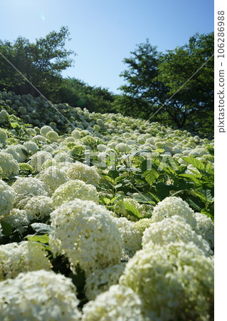 White hydrangea White hydrangea 106286988