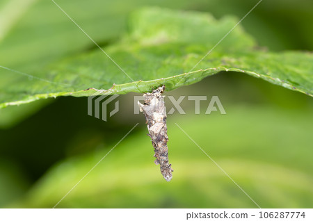 Minor beetle 106287774