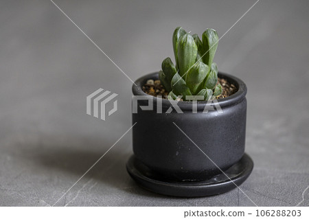 Succulent Haworthia Coopery 106288203
