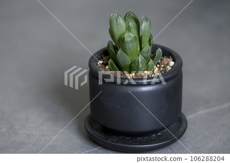 Succulent Haworthia Coopery Succulent Haworthia Coopery 106288204