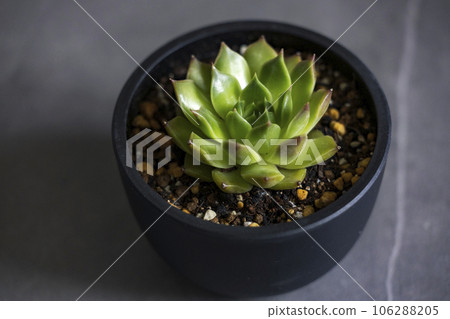Succulent plant Echeveria Agavoides Succulent plant Echeveria Agavoides 106288205