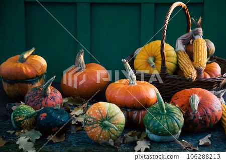pumpkins in autumn Thanksgiving card pumpkins in autumn Thanksgiving card 106288213
