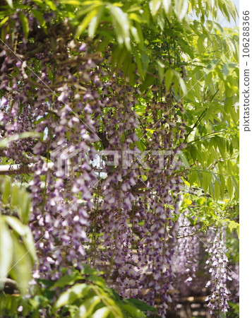 A landscape with a wisteria trellis 106288366