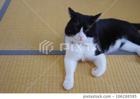 cat lying on tatami cat lying on tatami 106288395