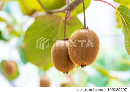 Kiwifruit fruit on trees Kiwifruit fruit on trees 106289507