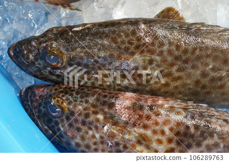 沖繩的魚店 沖繩的魚店 106289763