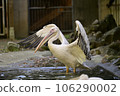 pelican spreading its wings 106290002