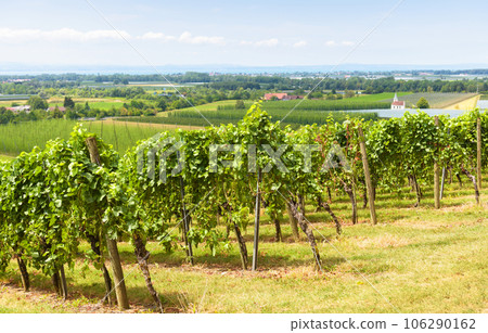 Landscape with vineyard rows on grape field, wine farm in valley 106290162