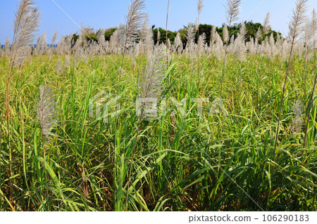 Night view of Okinawa sugar cane field Night view of Okinawa sugar cane field 106290183