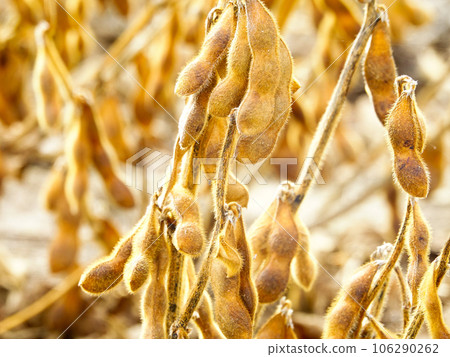 A soybean field dyed golden in the harvest season A soybean field dyed golden in the harvest season 106290262
