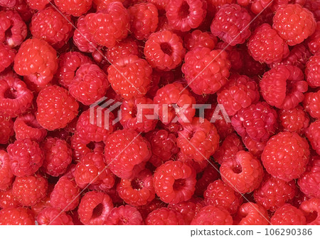 Ripe raspberries, colorful pattern of fresh red raspberries for background. Scarlet crimson field, flat lay. Raspberry juice ingredients. 106290386