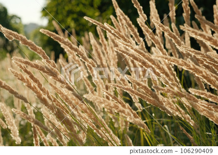 Summer time, flowering grass in the rays of the setting sun, backdrop for the background.Grass in the wild field, selective focus backlight 106290409
