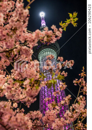 Night cherry tree and sky tree 106290428