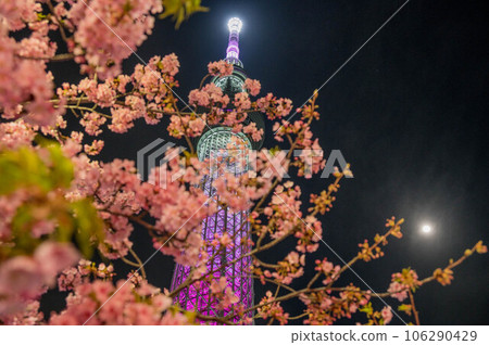 Night cherry tree and sky tree 106290429