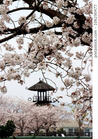 空子遺址的鑰匙，櫻花 106290477