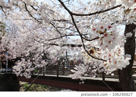 Saho River Cherry Blossom Trees 106290827