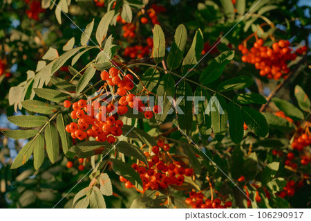 Red rowan berries on a branch, close-up selective focus on a berry. Autumn, bunches of ripe mountain ash on the branches in the rays of the setting sun, warm autumn. Natural background 106290917
