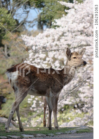 奈良櫻花美景 奈良櫻花美景 106291063